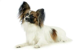 cute papillon relaxing in white photo studio