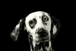 Portrait of an adorable Dalmatian dog with different colored eyes looking curiously at the camera photo