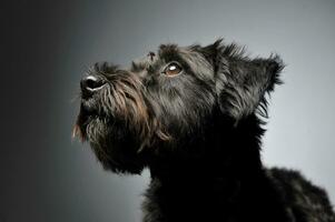 Portrait of an adorable wire-haired mixed breed dog looking up curiously photo