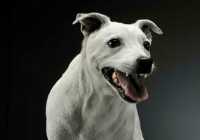 Portrait of an excited mixed breed dog standing and looking angry photo