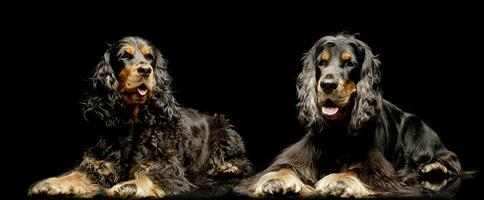 Studio shot of two adorable English Cocker Spaniel photo