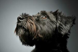 Portrait of an adorable wire-haired mixed breed dog looking up curiously photo