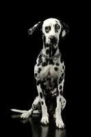 Studio shot of an adorable Dalmatian dog with different colored eyes sitting and looking curiously at the camera photo