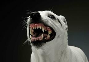 Portrait of an excited mixed breed dog standing and looking angry photo