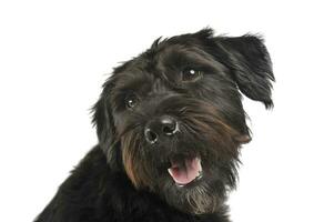 Portrait of an adorable wire-haired mixed breed dog looking satisfied photo