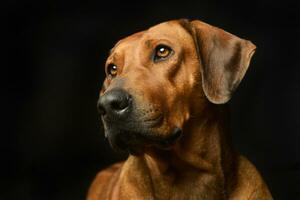 Portrait of an adorable Rhodesian ridgeback photo