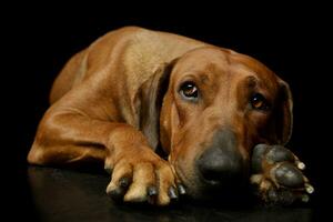 Studio shot of a lovely rhodesian ridgeback photo