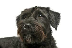 Portrait of an adorable wire-haired mixed breed dog looking curiously photo