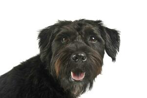 Portrait of an adorable wire-haired mixed breed dog looking satisfied photo