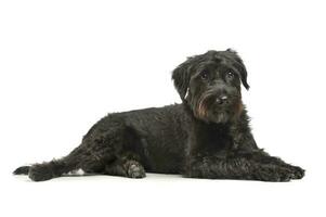 An adorable wire-haired mixed breed dog looking curiously at the camera photo