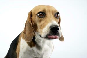 Portrait of an adorable Beagle photo