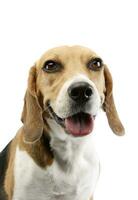 retrato de un adorable beagle foto