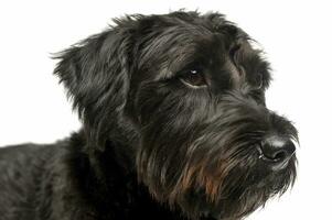 Portrait of an adorable wire-haired mixed breed dog looking curiously photo