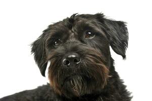 Portrait of an adorable wire-haired mixed breed dog looking curiously at the camera photo