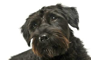 Portrait of an adorable wire-haired mixed breed dog looking curiously at the camera photo