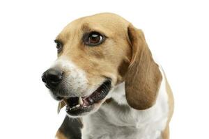 retrato de un adorable beagle foto