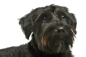 Portrait of an adorable wire-haired mixed breed dog looking curiously at the camera photo