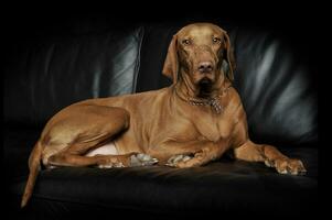 An adorable magyar vizsla lying on black background photo