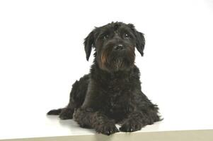 An adorable wire-haired mixed breed dog looking curiously at the camera photo