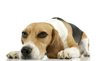 Studio shot of an adorable Beagle photo