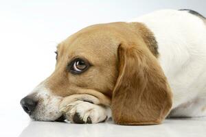 Studio shot of an adorable Beagle photo