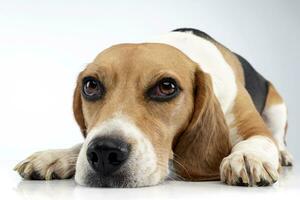 Studio shot of an adorable Beagle photo