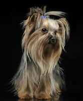 encantador Yorkshire terrier en pie en un negro estudio foto