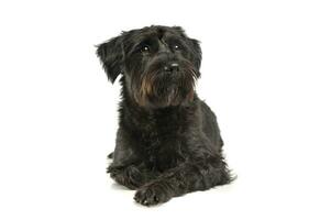 An adorable wire-haired mixed breed dog looking curiously photo