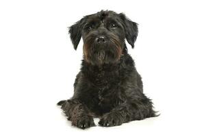 An adorable wire-haired mixed breed dog looking curiously at the camera photo