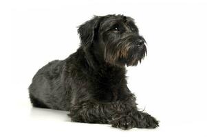 An adorable wire-haired mixed breed dog looking curiously photo