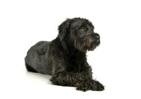 An adorable wire-haired mixed breed dog looking curiously photo