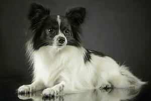 cute papillon relaxing in dark photo studio