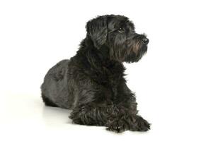 An adorable wire-haired mixed breed dog looking curiously photo