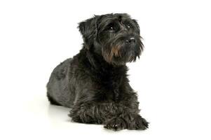 An adorable wire-haired mixed breed dog looking curiously photo