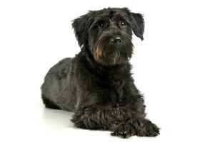 An adorable wire-haired mixed breed dog looking curiously photo