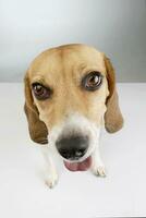 estudio Disparo de un adorable beagle foto