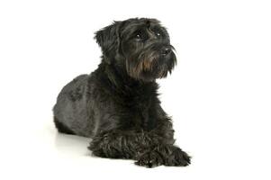 An adorable wire-haired mixed breed dog looking curiously photo