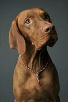 Portrait of an adorable magyar vizsla looking up couriously photo