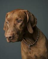 Portrait of an adorable magyar vizsla looking seriously photo