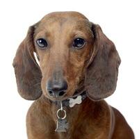 lovely short hair dachshund portrait  in a white photo studio