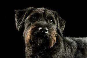 Portrait of an adorable wire-haired mixed breed dog looking curiously at the camera photo