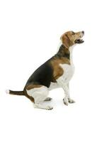 estudio Disparo de un adorable beagle foto