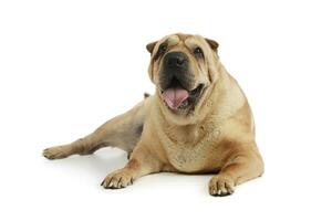 Studio shot of an adorable Shar pei photo