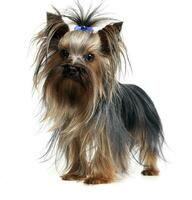 lovely yorkshire terrier standing in a white studio background photo