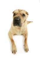 Studio shot of an adorable Shar pei photo