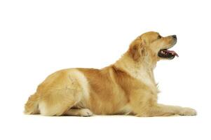 Studio shot of an adorable labrador retriever photo