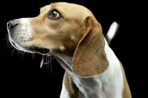 Portrait of an adorable Beagle photo