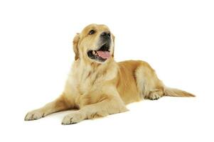 Studio shot of an adorable labrador retriever photo