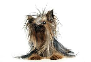 lovely yorkshire terrier lying in a white studio floor photo