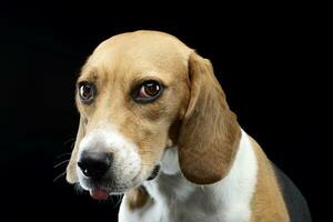 retrato de un adorable beagle foto